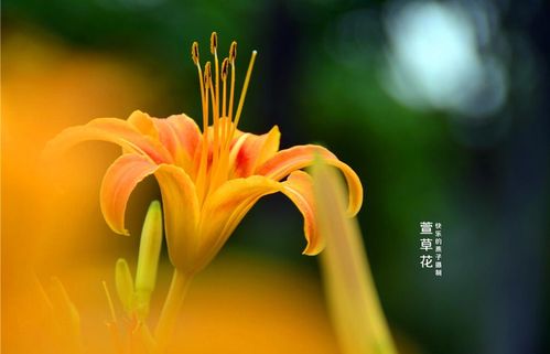 绚丽多姿的萱草花～中国的母亲花