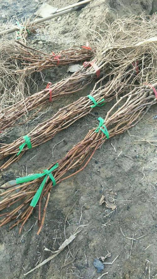 摩尔多瓦葡萄苗 扦插苗