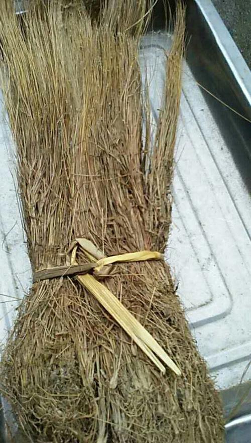 金丝草 中药材 毛毛草 笔仔草 牛尾草 猴毛草 猫毛草 马鞍草 一斤