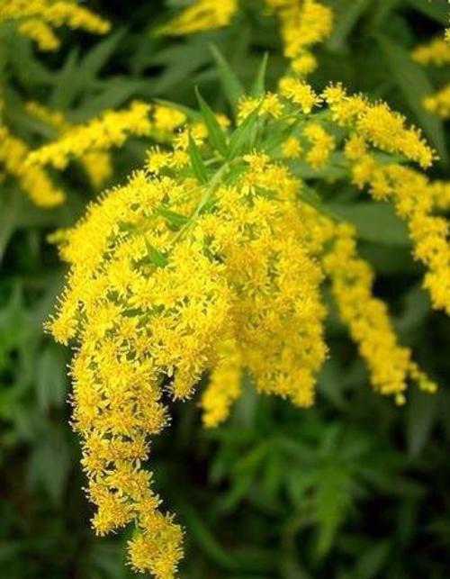 8月13日生日花:麒麟草. 花语: 戒备; 花…-堆糖,美好