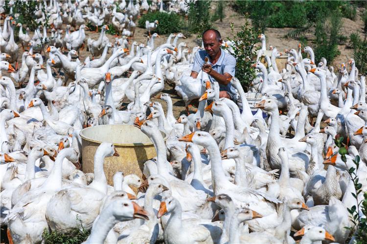 河南光山:养殖皖西大白鹅富农家