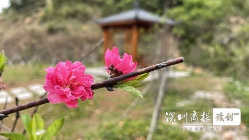 4月26日,记者从马峦山郊野公园马峦入口来到"桃花谷"