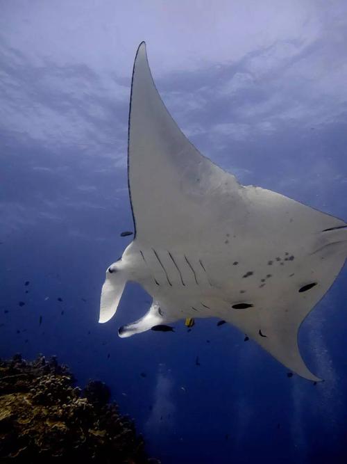 前口蝠鲼 /b>(学名: i>manta alfredi /i>),又称 b>珊瑚礁鬼蝠魟 /b>