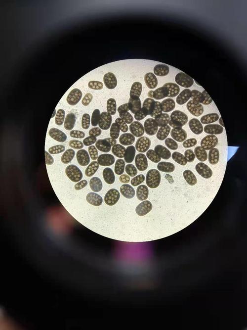 【讨论】绦虫用拜耳还是海乐妙(有图)