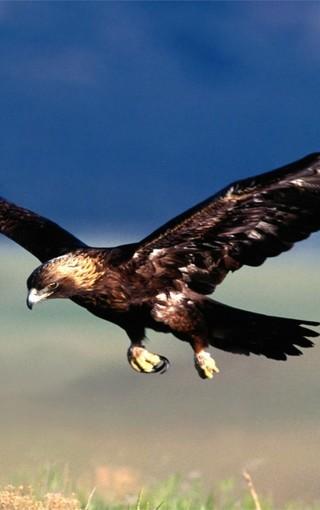 最霸气的鹰图片壁纸2