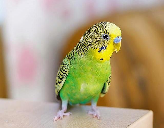 不少人第一次养鸟就养虎皮鹦鹉,只因它有这些优点,其他鸟没法比