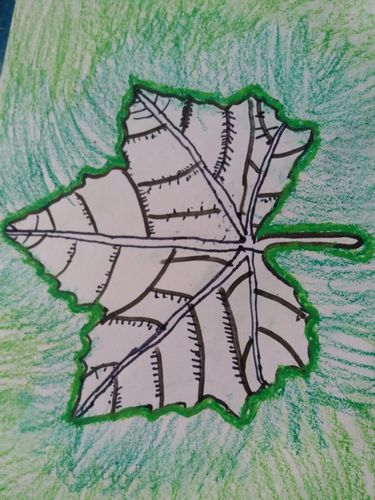 中心2017年暑期少儿班快乐绘画(八)写生线描画《漂亮的法国梧桐树叶》