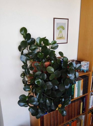 这是什么植物啊,看起来好像豆瓣绿,还能长成藤蔓样吗?