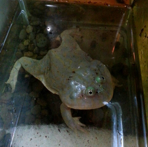 小丑蛙全称猫眼珍珠蛙薄趾蟾科猫眼蛙属的