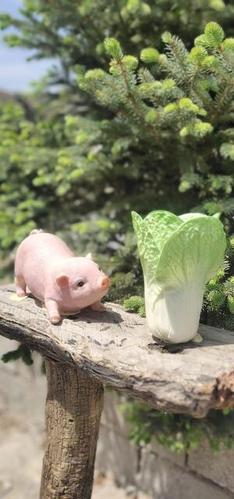 土猪拱白菜宣言吓坏城里人