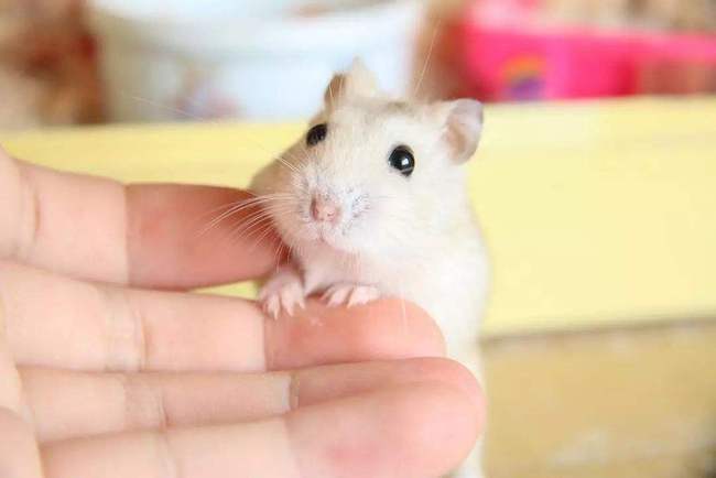 女子网购一只小仓鼠,喂养了1个月后发觉不对劲,网友