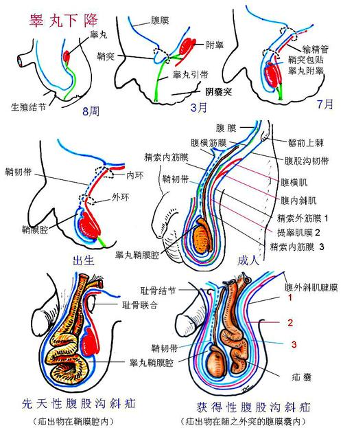 男性生殖系统一,知识要求1解释概念:(1) 睾丸鞘膜在胚胎发生上原属