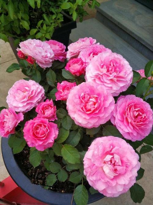 5种"微型月季",最适合"阳台"盆栽,个小开花多,一开200