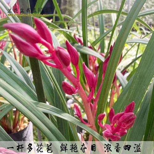 兰花花苗胭脂红墨兰年宵冬带花苞浓香好养型花卉时令草本花卉