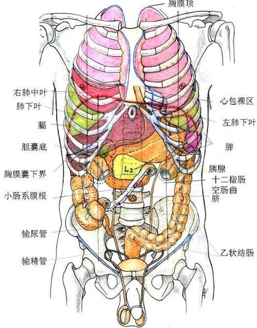 有哪些 胸椎第5~8节:主动脉 胸椎第8节:腔静脉孔(静脉通过横膈的位置)