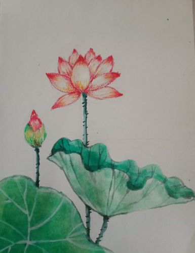 荷花荷叶写生课堂
