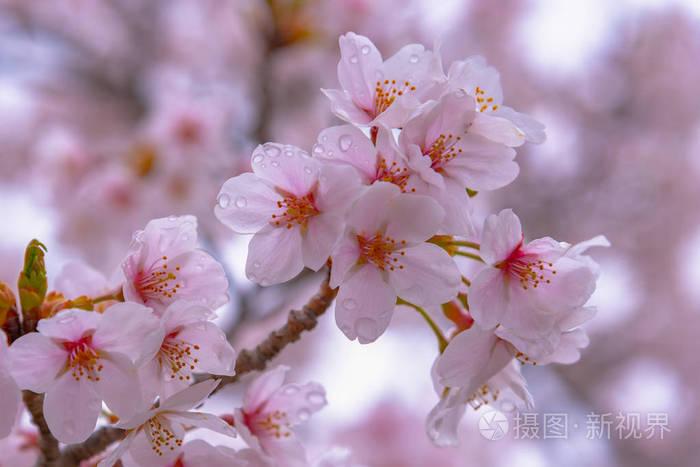 在春天阳光明媚的日子里,盛开着美丽的粉红色樱花(樱花),背景柔和模糊