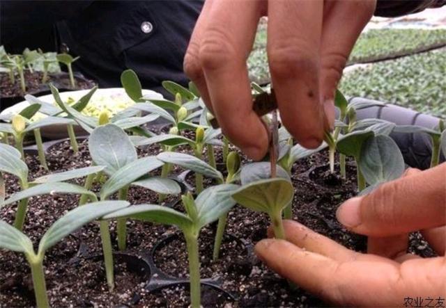 西瓜嫁接技术,学会后西瓜连年丰产