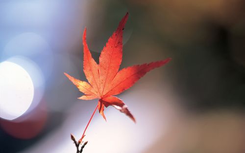 金色之秋 - 秋天树叶摄影壁纸 1280x800第36张桌面