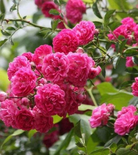 青州大花蔷薇价格多种颜色可选大花蔷薇批发