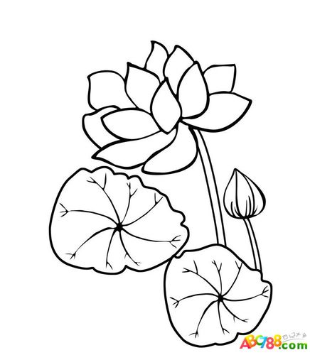 荷花荷叶植物简笔画