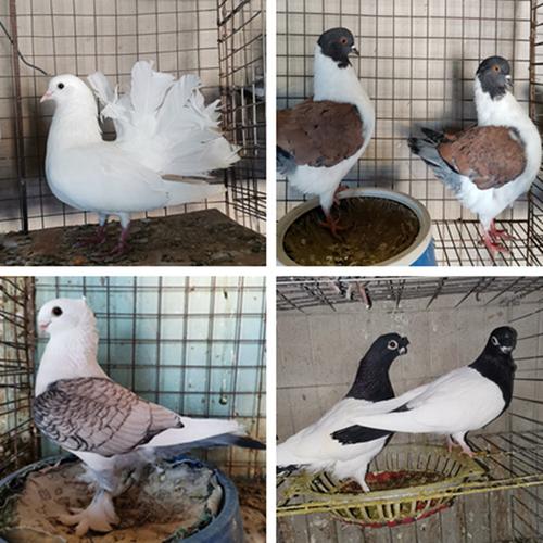鸽子一对观赏鸽淑女