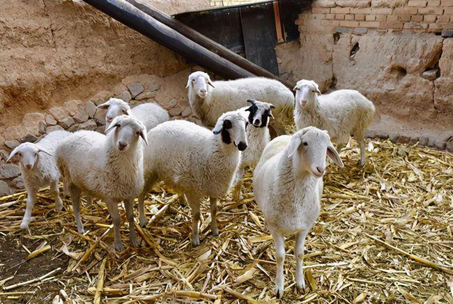 "长城羊肉""走"出大山啦|阳高县|羊圈|羊粪_网易订阅