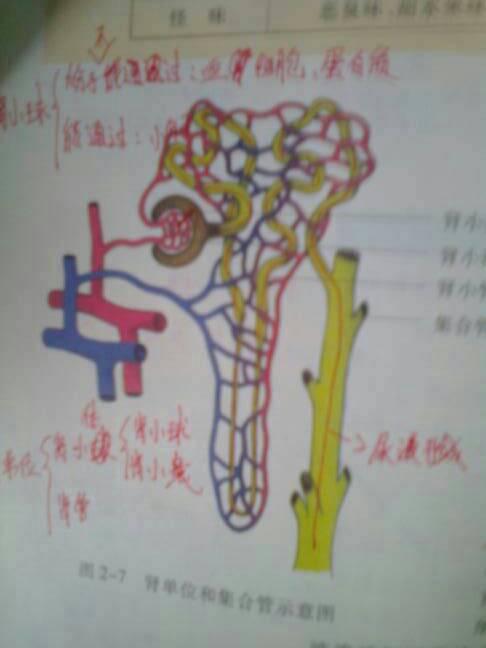 哪个器官产生尿液