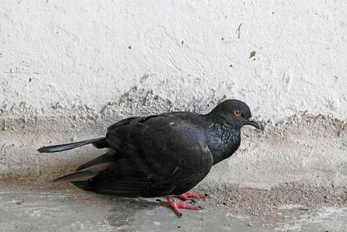 鸽子感染的到底是新城疫还是沙门氏菌病?