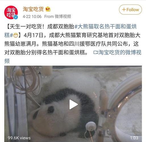 今年第一对双胞胎大熊猫起名热干面和蛋烘糕