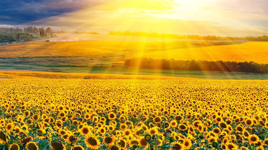 绝美向日葵风景植物壁纸_阳光下的向日葵