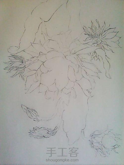 一盆昙花的简笔画