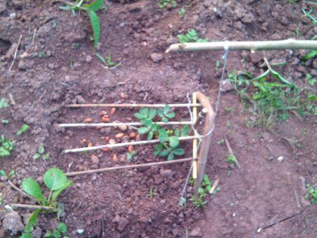 我安装了吊脚套套野鸡,野鸡怎么就不来呢