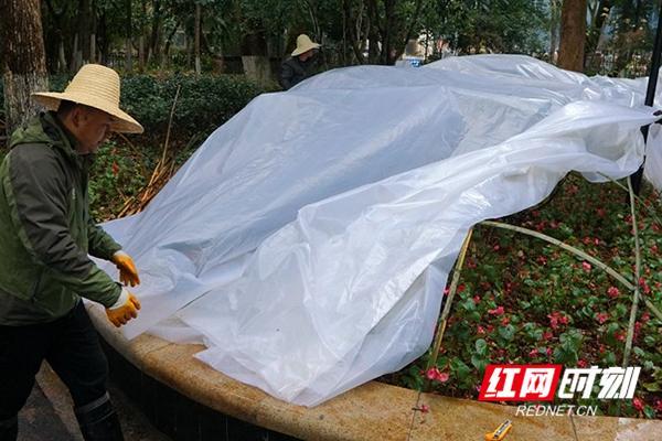 冬至,植物也要过冬 园林工人忙给花草树木盖保暖薄膜