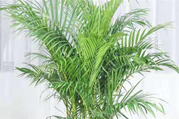 散尾葵和凤尾竹的区别 二者有什么不同