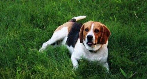 天下十大最好的狩猎犬