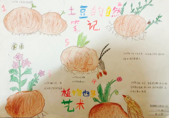 4号 土豆的自然笔记