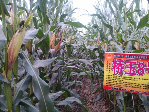 玉米杂交种---桥玉8号