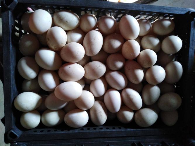 番鸭蛋(受精蛋) 可孵化 受精虑80%.