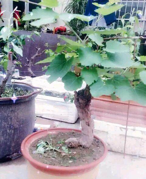 山上挖的野葡萄树桩有上百年之久,做盆景十分