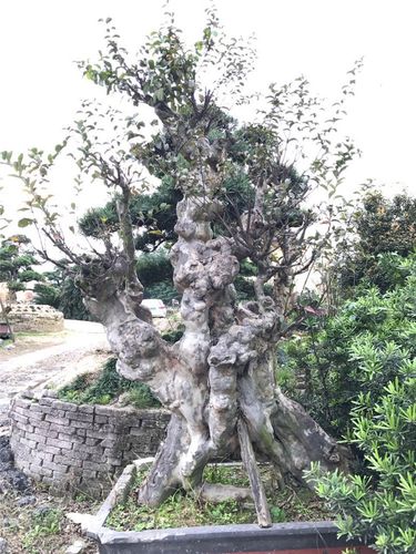 供应造型紫薇 紫薇老树桩 紫薇 百年树桩 种植技术