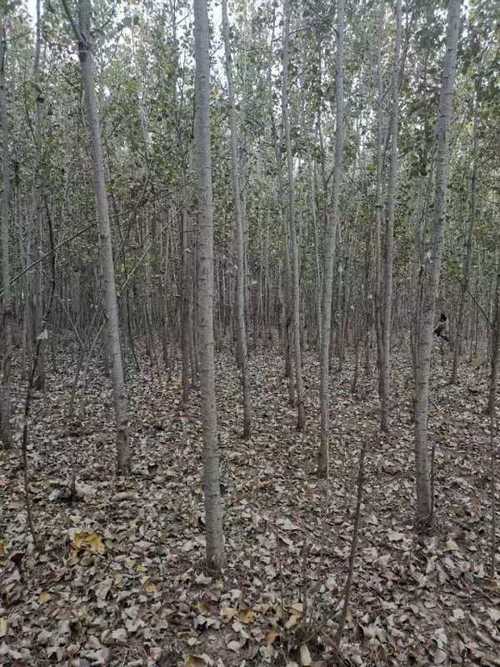 详情说明  衢州市山东意杨8公分哪里多河北省速生杨基地 基地杨树苗