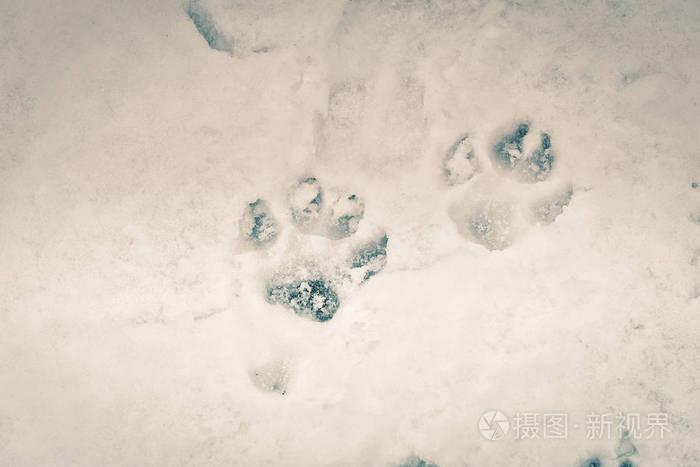 鹿,驼鹿,狼,狐狸或狗爪在森林中的脚印. 狩猎和射击野生动物的概念.