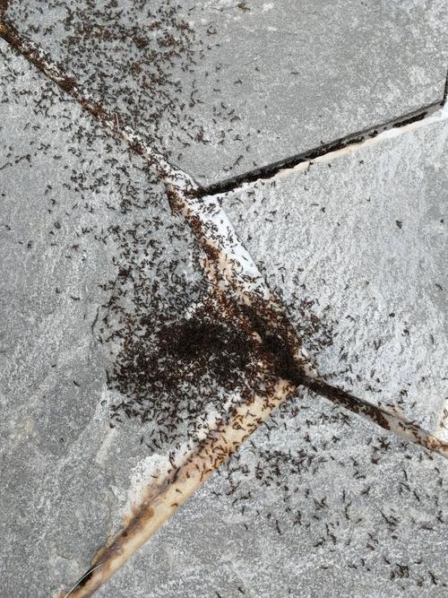 白天蚂蚁搬家,果然下雨了