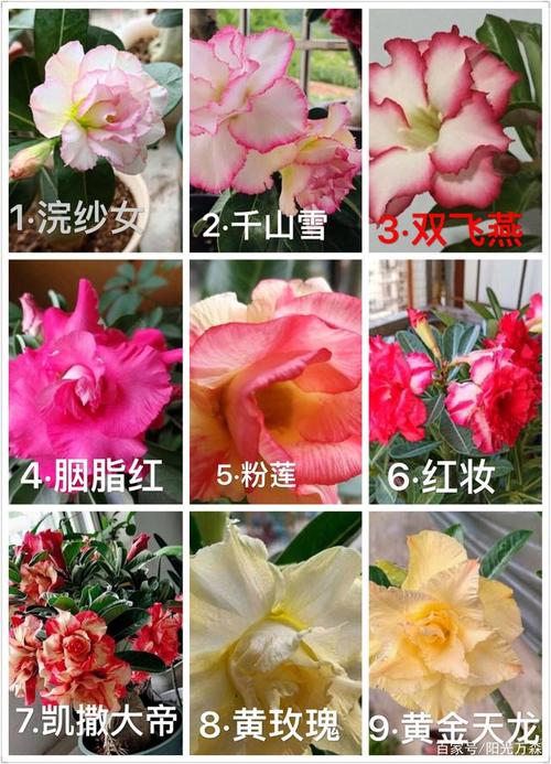 "沙漠玫瑰"可分为六类:其中的六十三种,请见图识名称