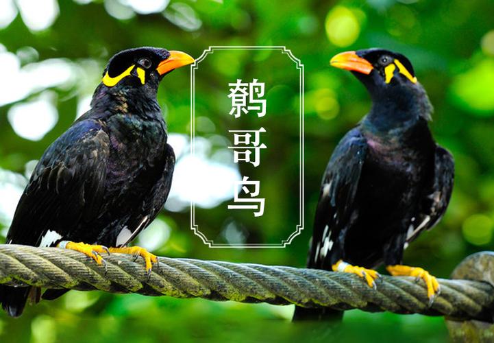 鹩哥鸟的驯养技巧