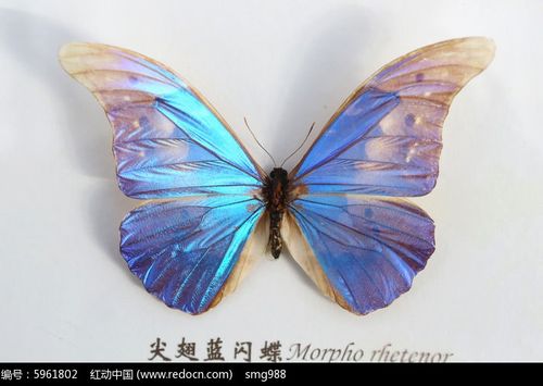 尖翅蓝闪蝶标本