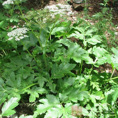 羌活的功效与作用 羌活能治疗哪些疾病 (2)