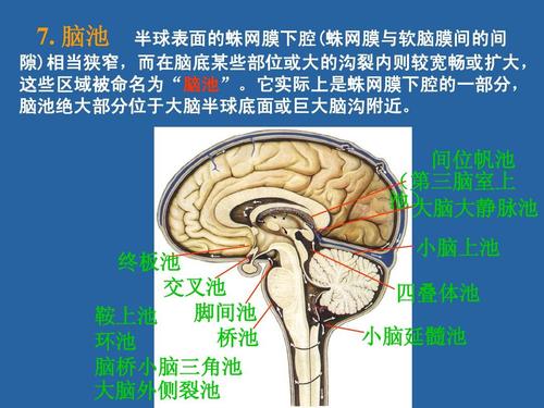 脑池 间位帆池 (第三脑室上 池) 大脑大静脉池 小脑上池 终板池 交叉