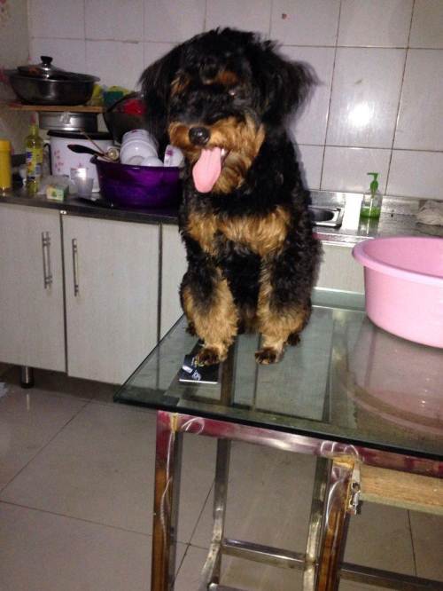 800左右求购一只母的铁包金泰迪,小的也行